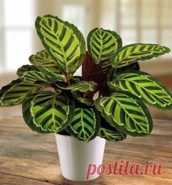 Калатея 
 
Калатея (Calathea) растение семейства марантовых. В природе встречается во влажных тропиках Америки и Африки. 
 
Калатея, как и другие известные в комнатном цветоводстве представители семейства марантовых, такие как маранта, строманта и ктенанта, ценятся цветоводами, прежде всего, за красивую окраску листовых пластинок. Для всех из них характерен чёткий рисунок на поверхности листьев, в основном это чередование темных и светлых полос. 
 
Калатея обычно растет в тени других растен