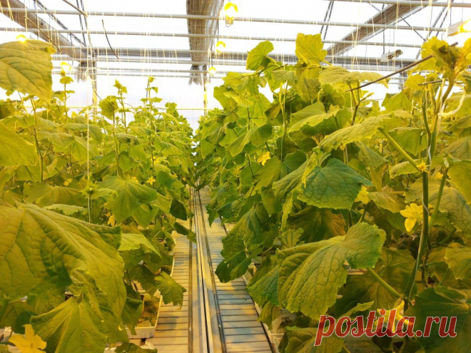 Болезни тыквенных (огурцов) | GrowLife.ru