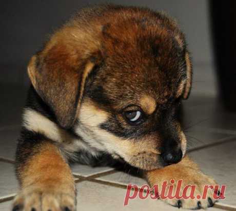 I- Простите, а вы кому сейчас сказали &quot; фас&quot; ?