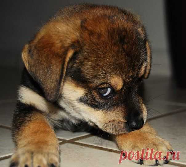 I- Простите, а вы кому сейчас сказали " фас" ?