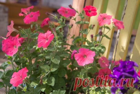 Как "обновить" петунии в конце июля, продлить пышное цветение до осени (включительно). Делов на 2 минуты | Секреты сада и дачи | Яндекс Дзен