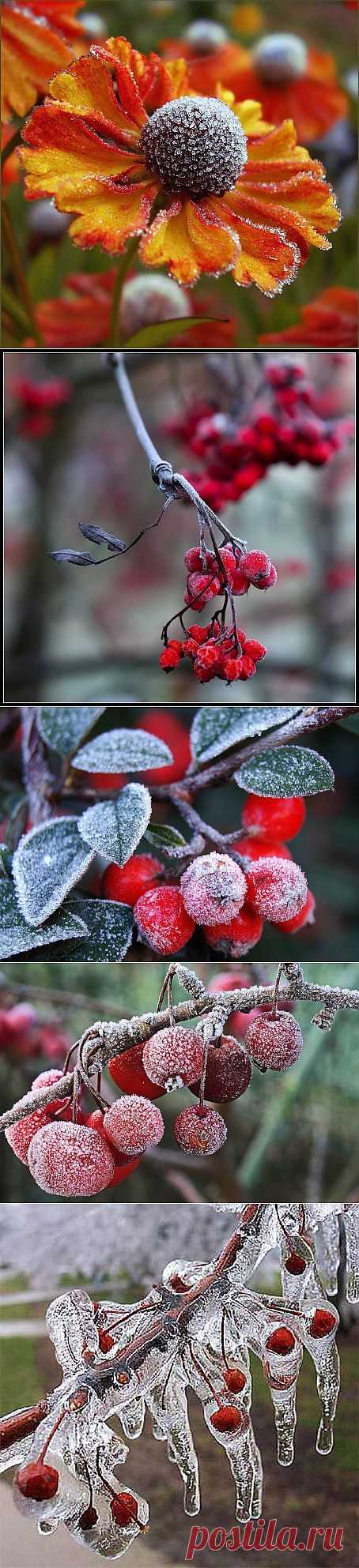 фотографии цветы, листья, ягоды в инее..