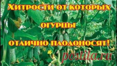 3 хитрости от которых огурцы отлично плодоносят
