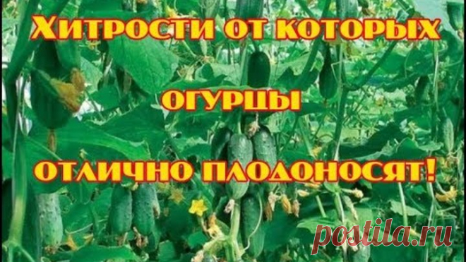 3 хитрости от которых огурцы отлично плодоносят