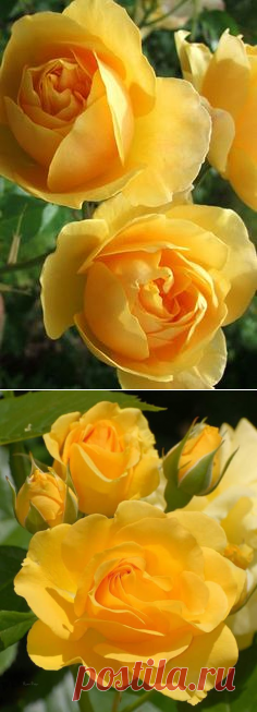 (40) Pinterest