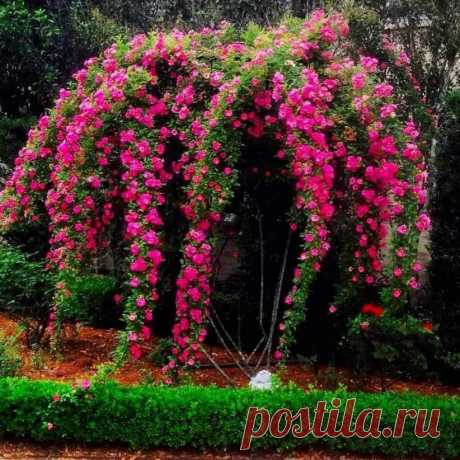 Плетистая роза