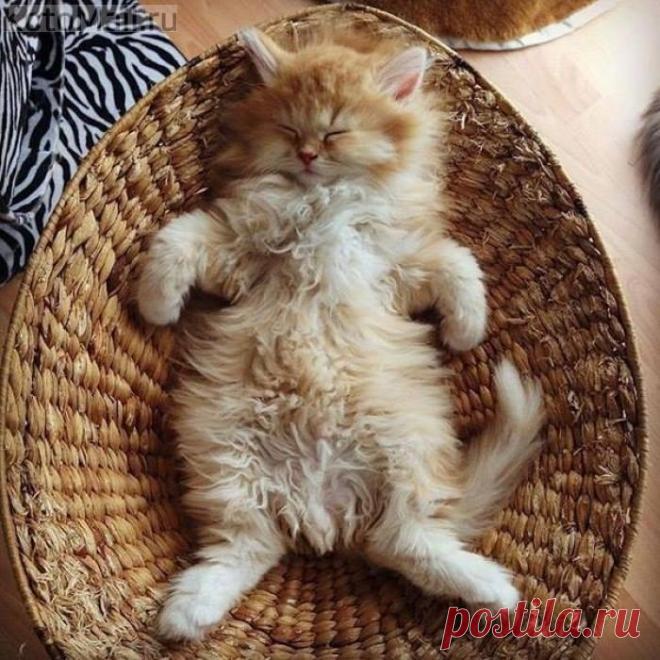 Домашний талисман