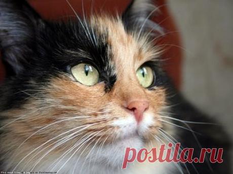 Бог рядом: живые истории Божественного Промысла / Православие.Ru