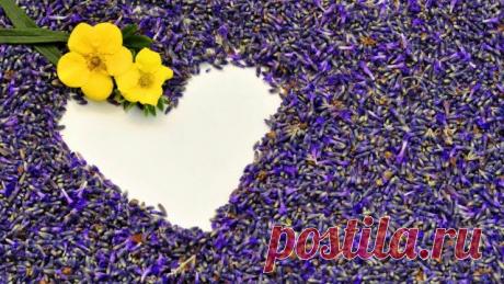 Какие посеять цветы на рассаду в декабре и январе?