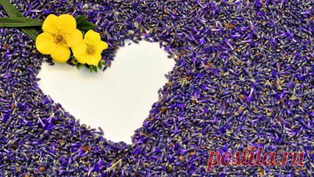 Какие посеять цветы на рассаду в декабре и январе?