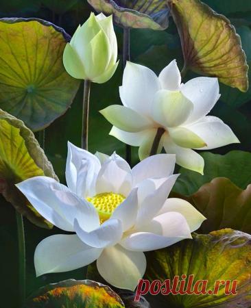 Пин на доске flowers