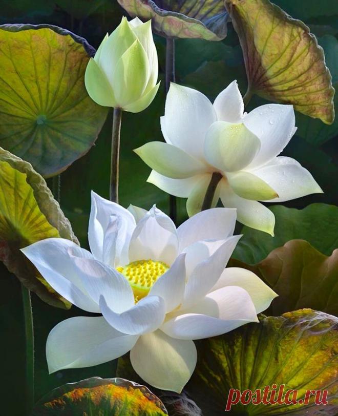 Пин на доске flowers