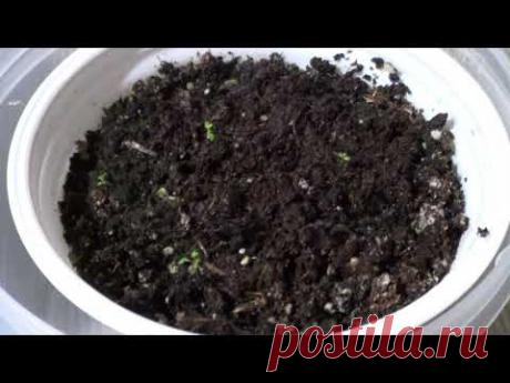 Астильба из семян. Пикировка