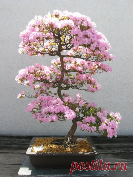 I want a bonsai tree!  |   Pinterest • Всемирный каталог идей