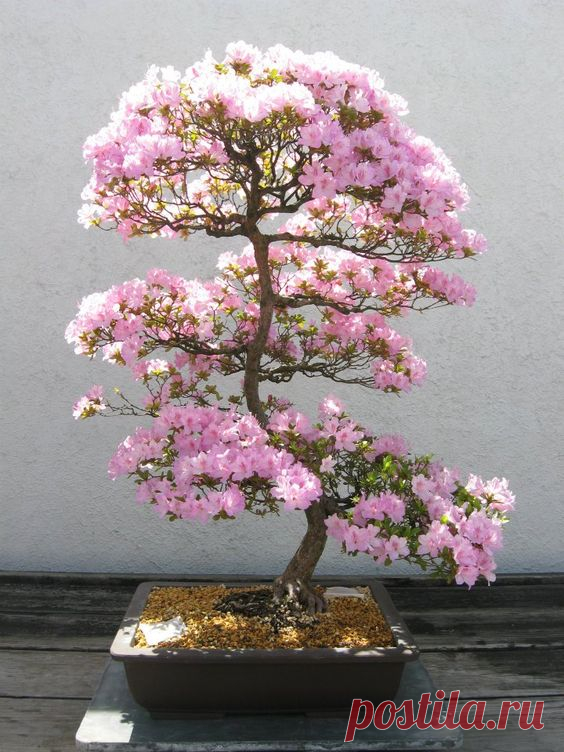 I want a bonsai tree!  |   Pinterest • Всемирный каталог идей