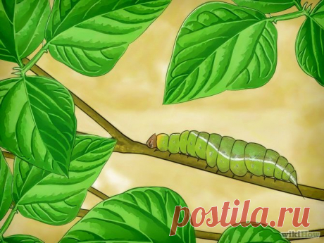 Как выращивать бабочек