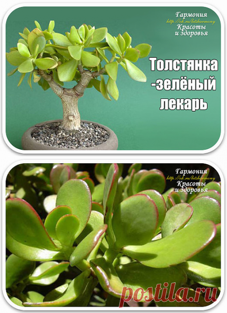 ПОЛЕЗНОСТЬ ТОЛСТЯНКИ