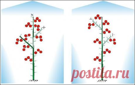 ПАМЯТКА ПО ФОРМИРОВКЕ ТОМАТОВ