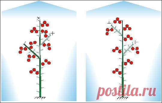 ПАМЯТКА ПО ФОРМИРОВКЕ ТОМАТОВ