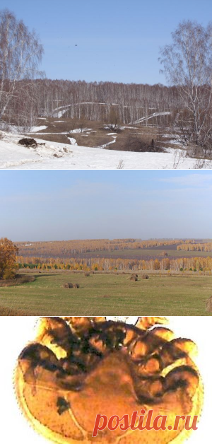 Календарь пчеловода - сезонные дела на пасеке
