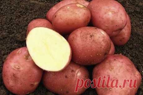 Картофель Родриго: описание сорта, характеристики, выращивание и уход, отзывы