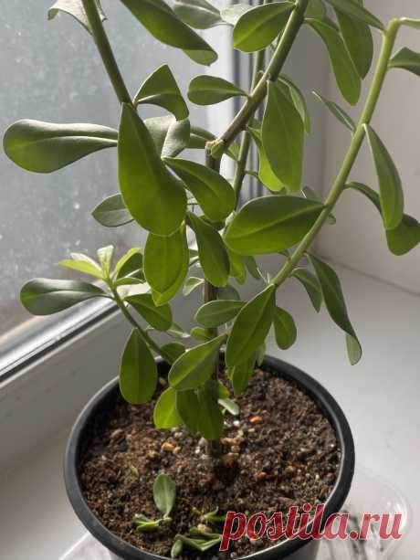 Требуется помощь в опознании растения В коробке с семенами нашел пакетик без маркировки. Собственно, посадил. Взошло одно из пяти. Но вот что за «гость» пожаловал на мой подоконник, не пойму.