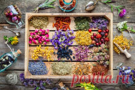 Algunas Plantas y Sus Propiedades Mágicas