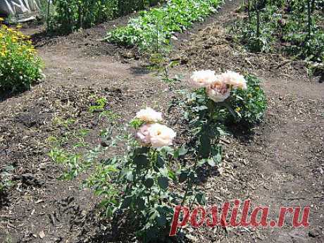 Белые розы !Красота!