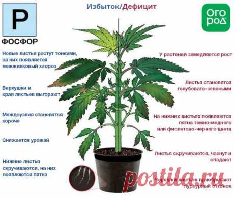 Азот, фосфор, калий – признаки недостатка и избытка у растений | Удобрения и стимуляторы (Огород.ru)