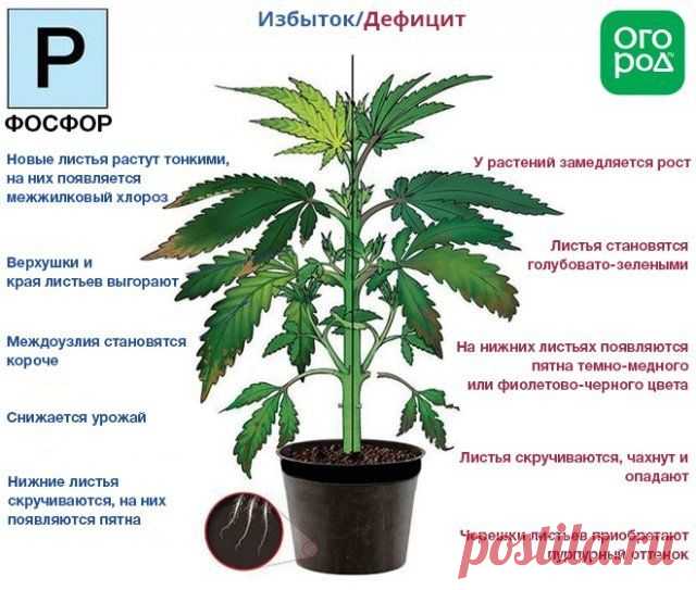Азот, фосфор, калий – признаки недостатка и избытка у растений | Удобрения и стимуляторы (Огород.ru)