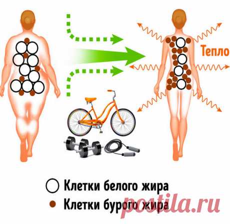 Как похудеть, превратив белый жир в бурый