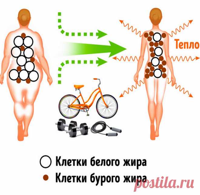 Как похудеть, превратив белый жир в бурый