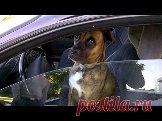 Водитель не в адеквате:)