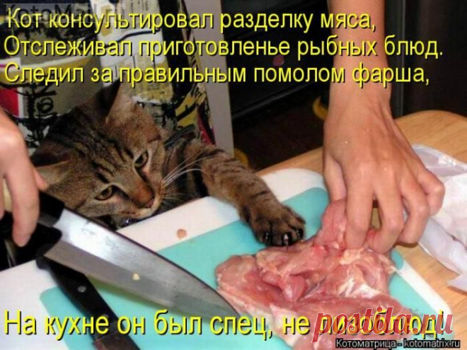 Спец,а не лизоблюд. | KotoMail.ru