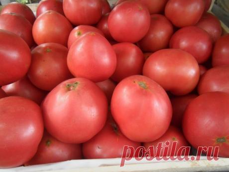 Обзор крупноплодных мясистых, высокосахаристых томатов. Делюсь прошлогодним опытом выращивания
Мои любимые томаты – это крупноплодные мясистые, высокосахаристые сорта. Цвет у них бывает разный: розовый, оранжевый, красный, коричневый. Вкус необычный и уникальный, сложный и насыщенный. К тому же таких сортов... Read more »
Читай дальше на сайте. Жми подробнее ➡