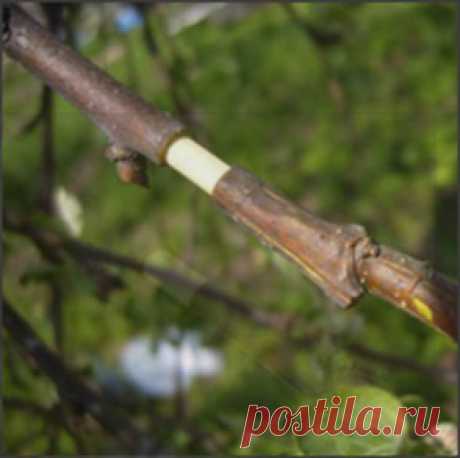 Приемы для ускорения плодоношения садовых культур — 6 соток