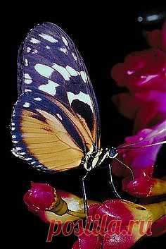 бабочки