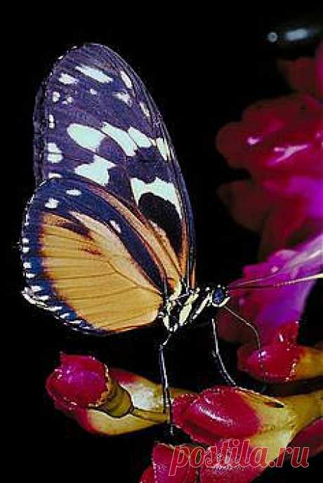 бабочки
