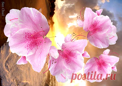 San Chad * Черных А.Д.