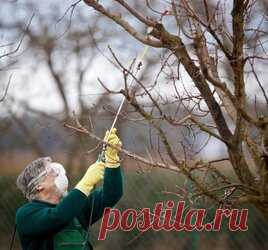 Чем опрыскивать плодовые деревья осенью Полная версия статьи. Почему нужно обрабатывать деревья осенью. Осенняя обработка считается самой эффективной, так как она останавливает развитие грибной и бактериальной инфекций, уничтожает личинки вредителей. С помощью опрыскивания вы избавитесь от проблем с паршой, различных гнилей и пятнистостей, прочих напастей. В результате ваш сад перед зимой будет в основном очищенным, и весной понадобится лишь небольшая профилактика. ПОДГОТО...