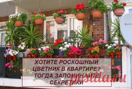 Хотите роскошный цветник в квартире? Тогда запоминайте секреты Секрет роскошного комнатного цветника прост: растения нужно хорошо подкармливать, иначе не дождаться ни пышной листвы, ни хорошего цветения. Жесткая "диета", когда растение длительное время испытывает нехватку питательных веществ, обычно приводит к заболеванию – ведь сил для сопротивления...