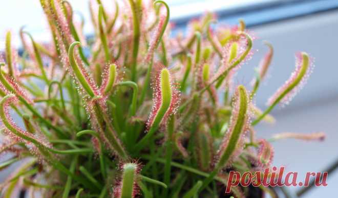 7 самых опасных растений мира Сложно представить себе фильм ужасов, где главную роль играет какой-нибудь кровожадный каштан: мы привыкли к тому, что деревья и растения дают пищу, топливо для костра и материалы для наших домов. С