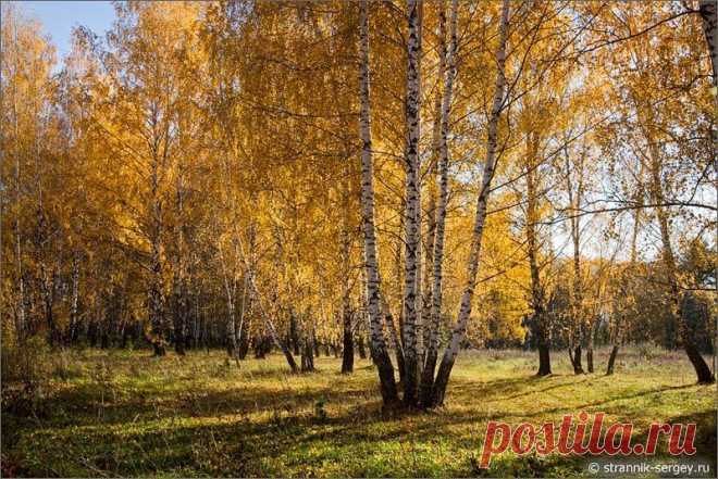 Почему именно береза, а не какое-нибудь другое дерево: ива, сосна, рябина, ель – является символом России?

Ответить на это вопрос можно, если Золотой осенью отправиться на Юг Подмосковья, там, где Московская область граничит с Рязанской.

Там в бескрайних просторах Лесостепи, на берегах древних рек, в глубоких оврагах, где бьют студенцы – Вы поймете, почему береза есть подлинная царица России.
Фотоочерк Сергея Странника.