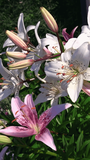 ecebe24a4c2a78f5e85b8fdc304584a0.gif (346×615)