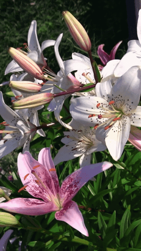 ecebe24a4c2a78f5e85b8fdc304584a0.gif (346×615)