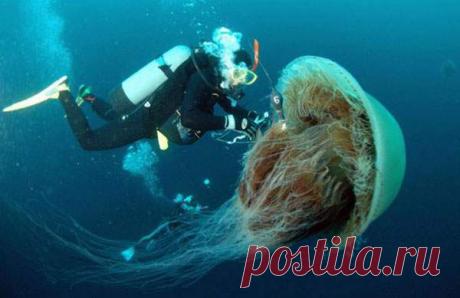 18 животных абсолютно невероятных размеров