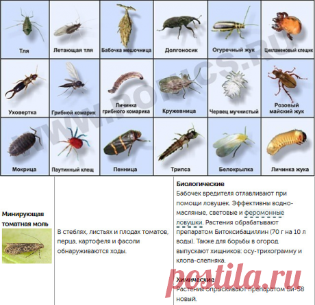 3 непрочитанных чата