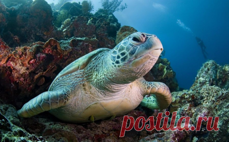 Гигантская черепаха в коралловых рифах.