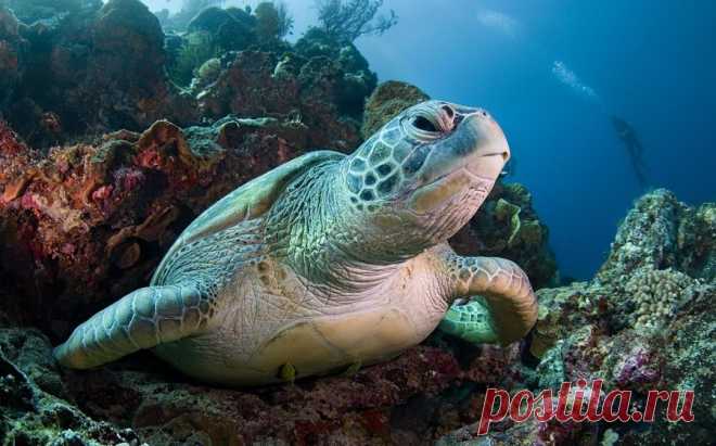 Гигантская черепаха в коралловых рифах.