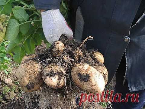 Выращивание картофеля в домашних условиях | Делаем сами